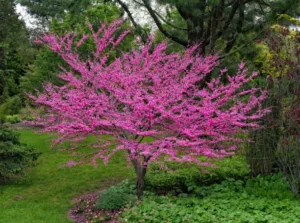 A small tree covered with purple flowers in a beautiful green garden