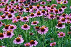 Large group of pink echinacea flowers in a meadow