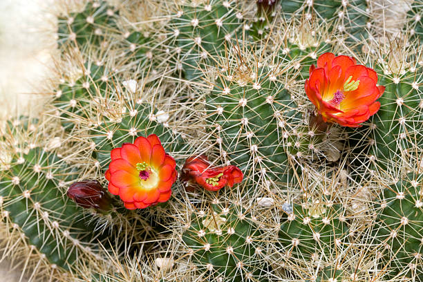 Echinocereus triglochidiatus, also known as strawberry cactus in bloom. In aRGB color for beautiful prints.