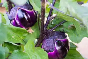 Plant of aubergine - cultivation of eggplants in vegetable garden