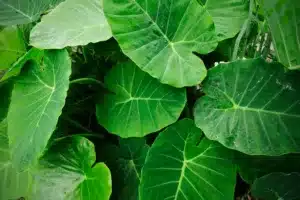 fresh elephant ear leaf