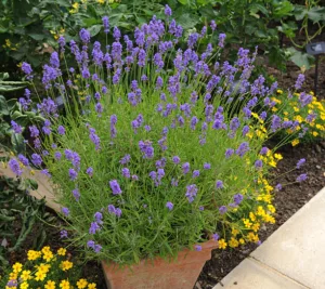 Purple Flowering Lavender Plant (Lavandula) in a Terracotta Flowerpot