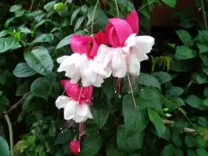 Pink and White Enkianthus flowers against a green leafy background