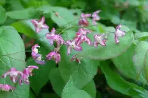 Epimedium rubrum flowers or flower elves, macro photography, selective focus, blurred background, horizontal orientation.