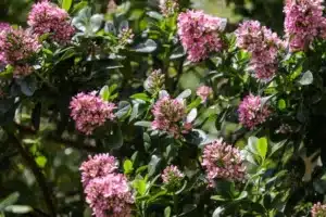 Escallonia laevis Pink Elle is evergreen shrub with broad oval leaves and large heads of pretty pink tubular flowers in early summer and often again in late summer to late autumn.