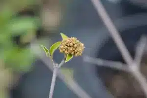 Arrowwood Eskimo flower buds - Latin name - Viburnum Eskimo