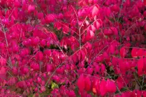 Bright red autumn leaves of ornamental shrub Euonymus alatus Compactus