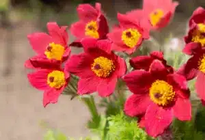 Red pulsatilla flower in a blooming herb garden