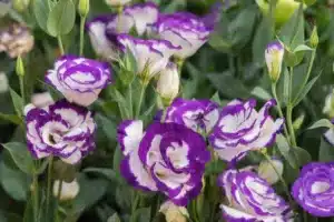 Close up of Lisianthus flowers or Eustoma plants blossom in flower garden. Petals are a purple and white color.