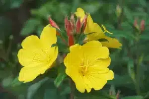 Close up image of a yellow flower and reddish unopened flower buds against a blurred background.