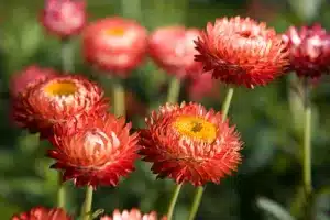 Bright red flower petals with a yellowish round centre against a blurred green leafy background.