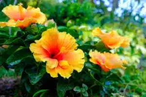 Colorful Yellowy and Orange Hawaiian hibiscus in the garden