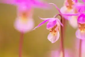 Beautiful pink Fairy slipper Calypso bulbosa blooming in an old taiga forest, Northern Europe.