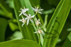 Maianthemum stellatum, star-flowered false Solomon's seal, starry false Solomon's seal; or little false Solomon's seal, or simply false Solomon's seal; starry false lily-of-the-valley; Panicled false solomon's seal. East Side of Sierra Nevada Mountains, Inyo National Forest, Mono County, McGee Creek Canyon, California.