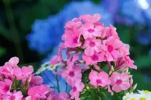 Pink Featherfew flowers against a blurred purple plant in the background.