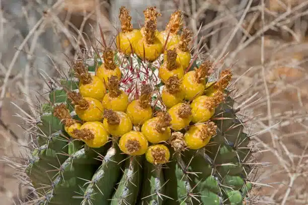 Ferocactus townsendianus, fruit, Townsend Barrel cactus