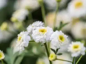 Colourful Feverfew Flowers, Tanacetum parthenium. Beautiful white and yellow flowers Tanacetum parthenium.