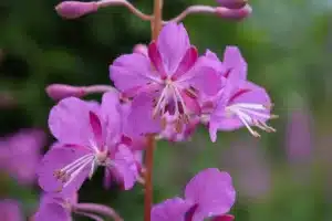 A close up photograph of Purple Alaskan fireweed plant.