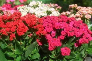 Full frame image of flowering flaming Katy potted plant (Kalanchoe blossfeldiana) in garden, tropical succulent plant, pink, white and red flowers, garden background, focus on foreground