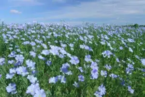 Purple Flax flowers. Flax field, flax blooming, flax agricultural cultivation.