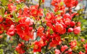 Close-up red flowers Japan quince (Chaenomeles japonica) in sunny day