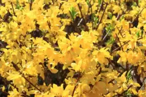 The yellow Forsythia flowers are in full bloom