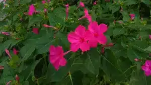 Fragrant, mirabilis magenta flowers contrasting with dense, dark green foliage in the evening. Opened & closed, pink four-o'clock blooms.