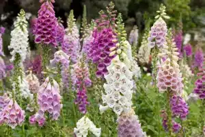 Fresh blooming purple and white foxglove in a field