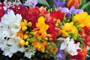 Bouquet of multicolored freesias, yellow, white, red, violet and green