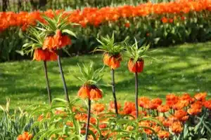 Orange fritillaria imperialis (Kaiserkrone) and tulips in springtime.