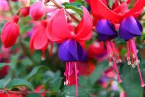 close-up of purple and pink fuschia blossoms and buds