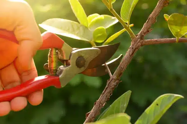 gardener pruning trees with pruning shears on nature background.