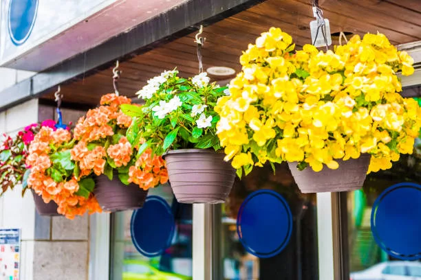 Hanging colorful begonia flower pots by entrance of building during summer as decorations in Montreal, Quebec, Canada