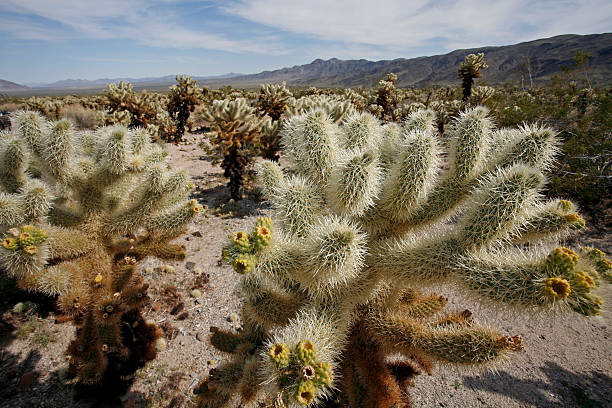 Cholla Garden Joshua Tree National Monument