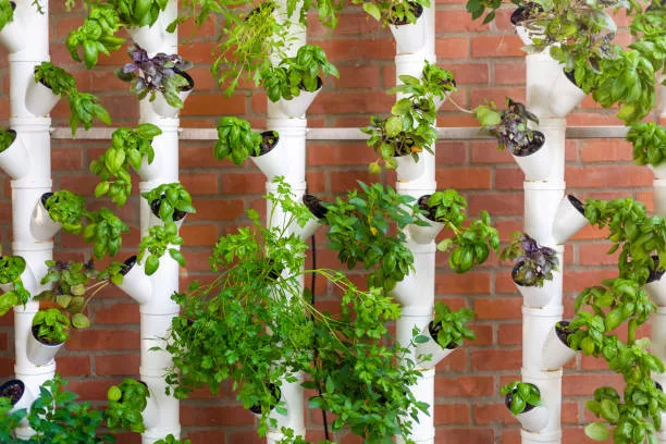 Vertical hydroponic system with aromatic herbs, basil, prezemulus. Organic vegetable garden in plastic tubes Smart garden with modern hydroponic systems for healthy and quality agriculture.