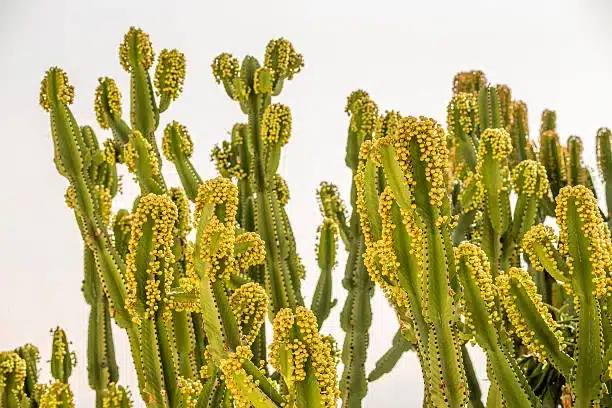 Cereus repandus (syn. Cereus peruvianus), the Peruvian Apple Cactus, is a large, erect, thorny columnar cactus found in South America as well as in the Dutch Caribbean. It is also known as Giant Club Cactus, Hedge Cactus, cadushi, (in Wayuunaiki