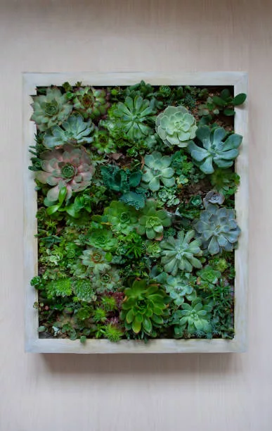 Living picture gardening concept with various succulent plants within a wooden frame terrarium isolated on light background