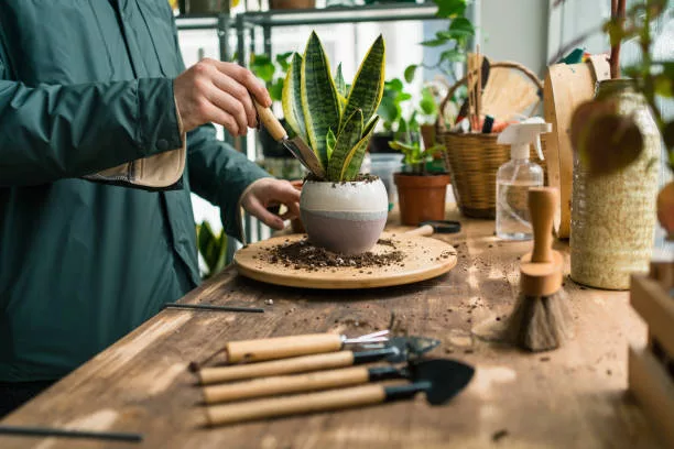 Indoor plants ready for care