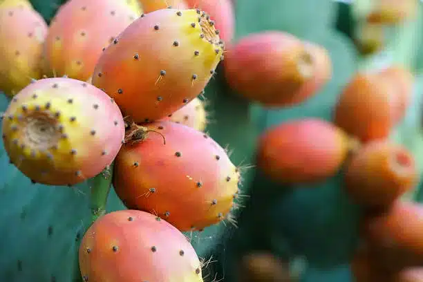 Close up of ripe prickly pear fruit 