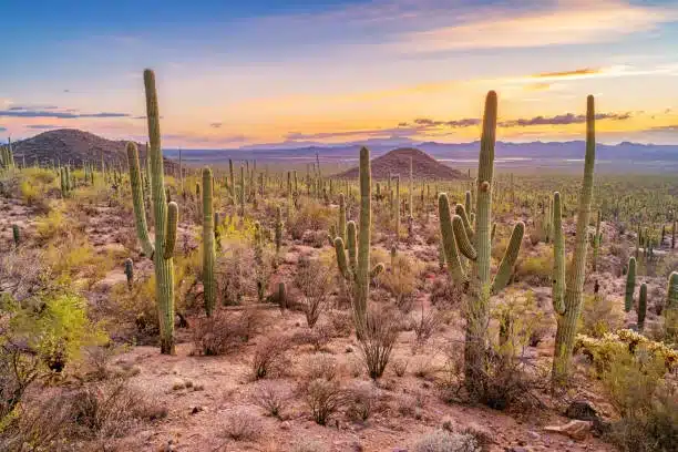 Stock photograph of a saguaro cactus forest in Saguaro National Park, Arizona, USA during sunset.