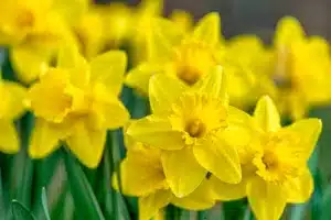 Bunch of yellow daffodils