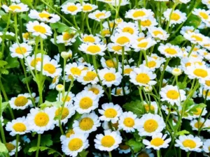 Horizontal high angle closeup photo of a group of vibrant Pyrethrum daisies growing in an organic garden in Spring