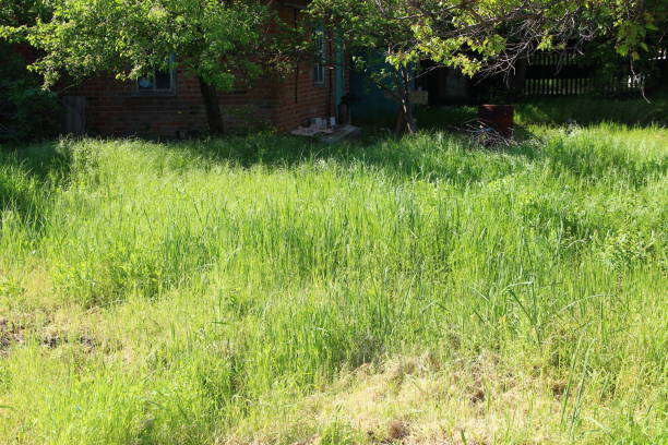 Vegetable garden overgrown with a weed grass