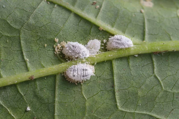 Photo of Pseudococcidae and Aphidoidea on okra leaf