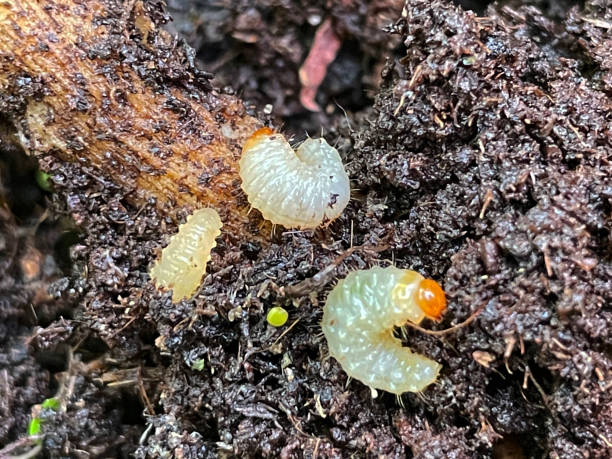 Stock photo showing close-up, elevated view of vine weevil grubs in soil of plant pot.