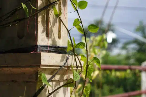 A plant that grows on a wall