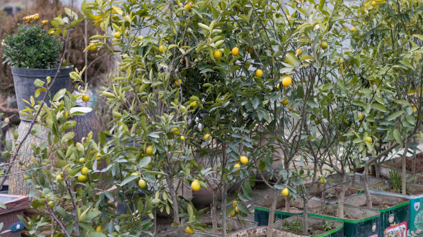 Young meyer lemon tree are growing in a containers at home garden ready to transplant or lemon trees holding lemon fruit in a pot