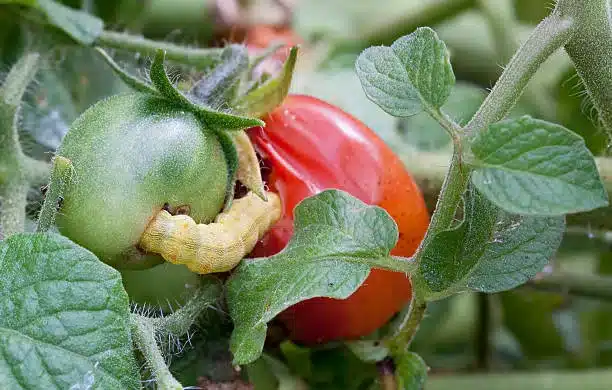 A moth Caterpillar eating in to a green tomato.