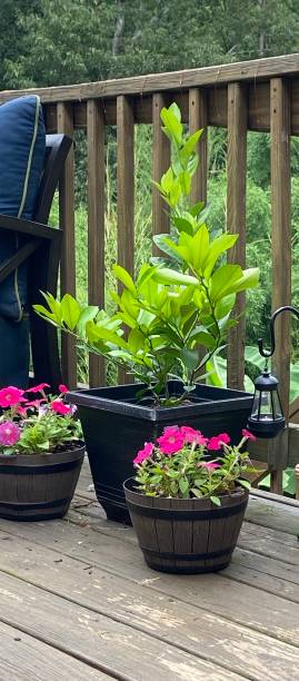 A Meyer Lemon tree in a flower pot