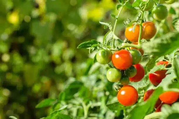 cherry tomatoes ripen in the garden in the sun. eco product.